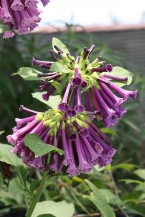 Indigo Iochroma,Iochroma 'Indigo', copyright � almostedenplants.com